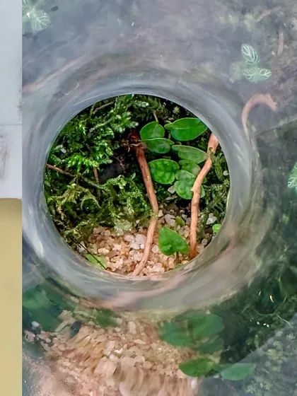 Looking down into the neck of the decanter, you can see the lush world inside. It's a fascinating perspective on this unique terrarium design.