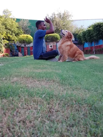 Our caretaker sits on the grass, engaging in a training session with an attentive Golden Retriever. We incorporate positive reinforcement techniques into our daily interactions.