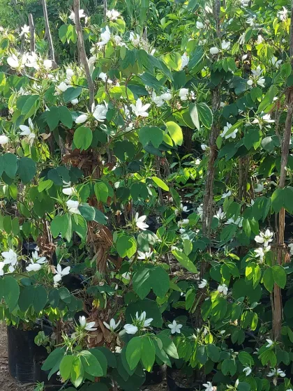 A collection of flowering Bauhinia acuminata or Dwarf White Orchid Trees. These shrubs produce beautiful white, orchid-like flowers.