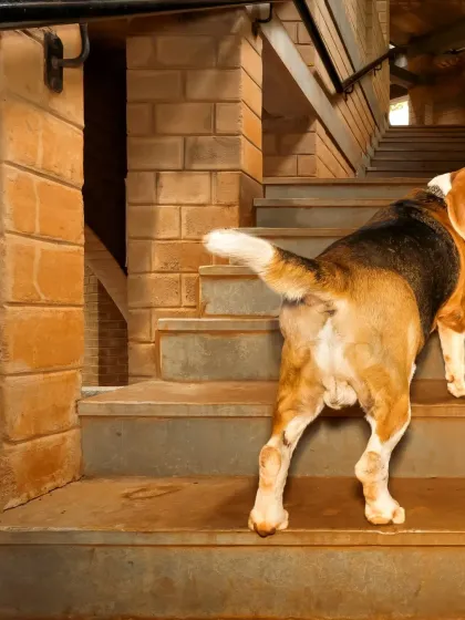 A closer view of Scamp on his way upstairs. My architect's eye loves the lines and textures of the stairs against his classic beagle markings.