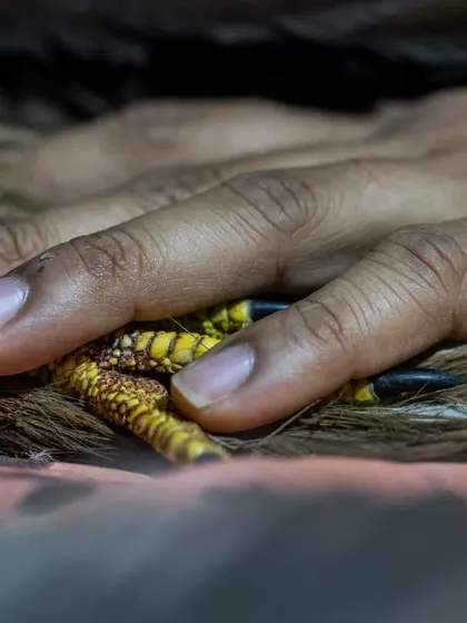 Gently holding the talons of an injured kite. It's a reminder of the fragility of these strong birds and the responsibility we have to protect them from human-caused threats.