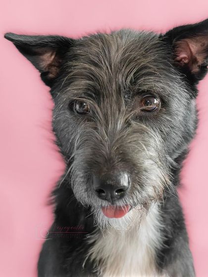 A sweet, gentle portrait of Bozo with a tiny "blep" of his tongue. The soft pink background adds to the charming feel of the image.