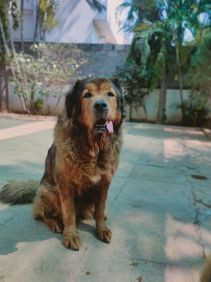 Stay - Dog Daycare Happy Faces of Stay photo 64