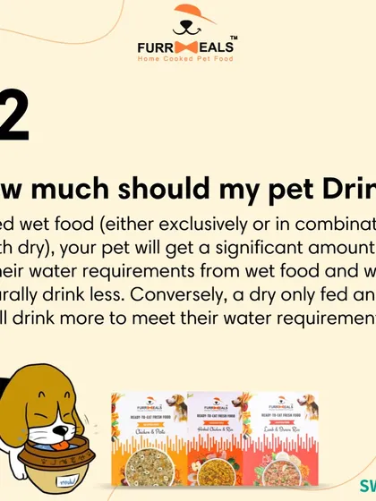This extensive library of educational content covers everything a pet parent needs to know, from the benefits of turmeric and moringa to tips for hydration, sleep, dental health, and raising a new puppy.