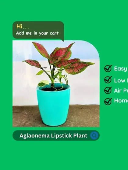This Aglaonema Lipstick Plant is asking to be added to your cart. It's easy to care for, low maintenance, a great air purifier, and a beautiful piece of home decor.