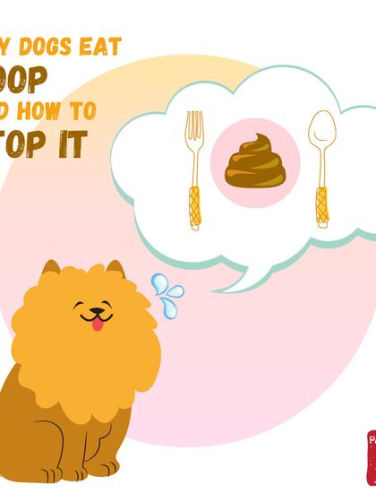 Pawtbelly - Fresh Dog Food Delivery Doggo Health & Nutrition Tips photo 8