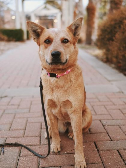 Tulsa Dog Trainer - Immersive Board & Train Programs Rescue & Adoption Spotlights photo 16