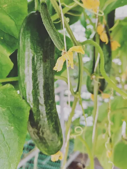 More shots of our cucumbers, from tiny starters to full-sized and ready to harvest.