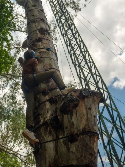 A climber makes their way up our large tree, showcasing the physical challenge and rewarding experience.
