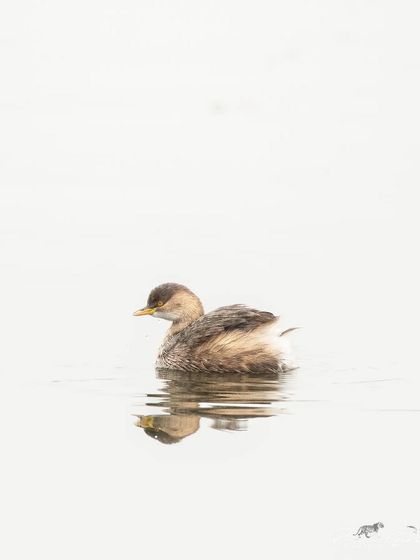 A Little Grebe swimming in the golden morning light at Surajpur Wetlands.