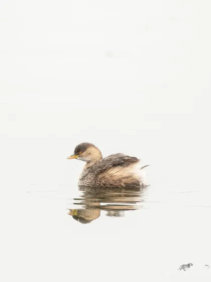 A Little Grebe swimming in the golden morning light at Surajpur Wetlands.