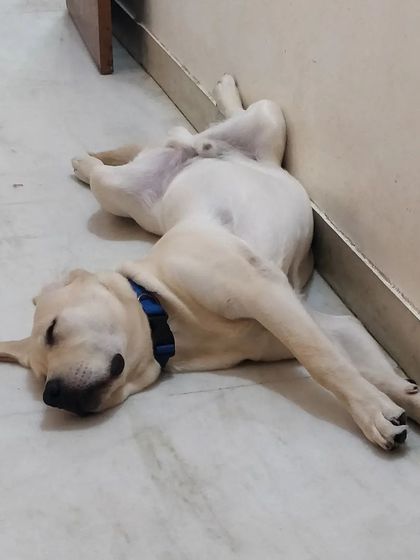 Jazzy's Pet Care - In-Home Dog Boarding Cozy Corners & Nap Time photo 10