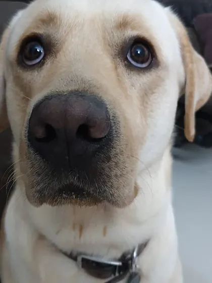 Meet Marley. Those sweet eyes get us every time. We take him for extra exercise on the weekends in CV Raman Nagar to keep him healthy and happy. We offer flexible weekend dog walking services.