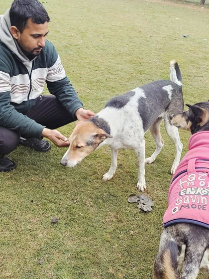A staff member giving treats and affection to siblings Bira and Nitro.