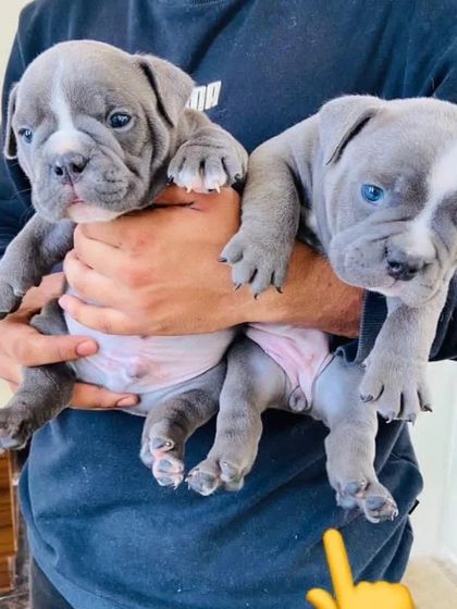 Two micro-sized American Bully puppies. These pups are compact, muscular, and have a sweet temperament.
