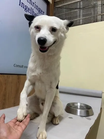This one-year-old male dog is all smiles at the vet clinic. He is vaccinated and will be neutered soon, but he needs a foster for 14-30 days to recover.
