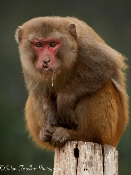 "Joey doesn't share food!" This Rhesus Macaque in Kishanpur, with a bit of food dribbling from its mouth, perfectly captures that feeling. These moments of humor are everywhere in the wild.