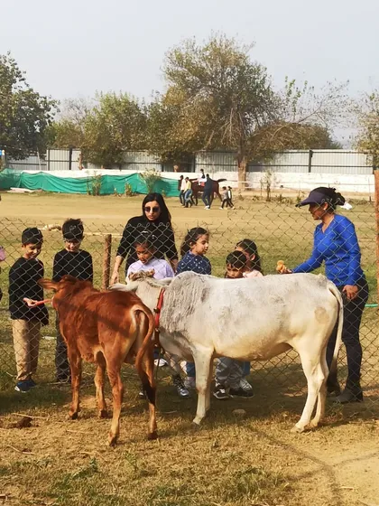 Adults and children together, learning about and petting the resident cows and calves at the farm.