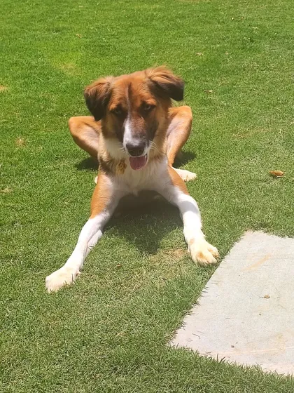 A beautiful Indie dog relaxing on the grass in a perfect "sploot" position. This is a sign of a dog that feels completely comfortable and secure in its surroundings.