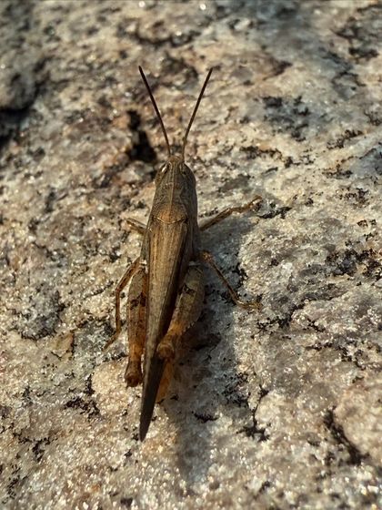 A grasshopper rests on a quartzite rock at Aravali Nagar Van. These insects are a vital part of the food chain, providing sustenance for birds and other predators.