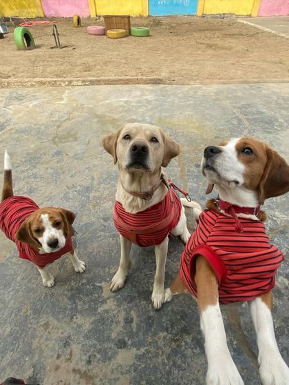 Another shot of our adorable trio, ready for the Delhi winter.