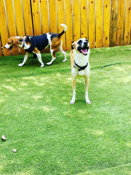 Becky's Bow Wow House - Dog Boarding (Overnight & Long-Term) Our Happy Place: Yard & Play Areas photo 23