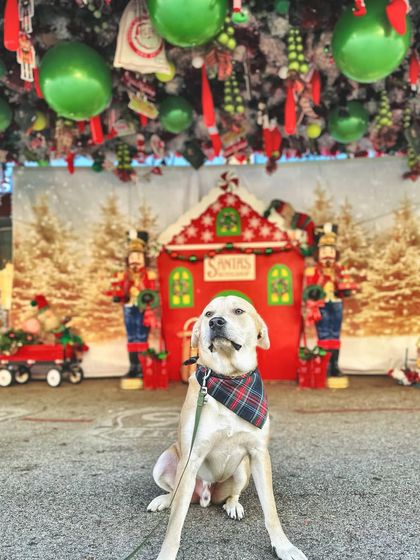 Tulsa Dog Trainer - Immersive Board & Train Programs Community Events & Pack Life photo 6