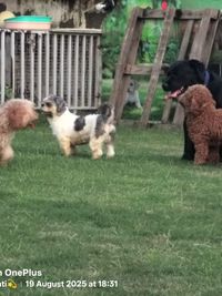 Pet Boarding & Daycare