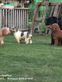 Pet Boarding & Daycare