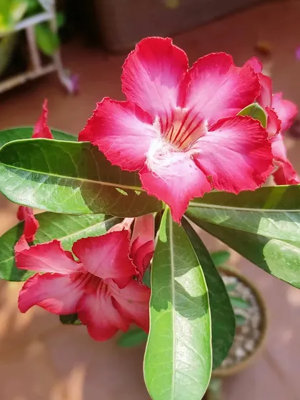 Healthy plants mean beautiful flowers. This close-up of a desert rose shows the result of our expert plant care and regular feeding.