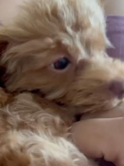A close-up of little Zucchini after her bath. Her fluffy, clean coat is ready for cuddles. Regular grooming from a young age helps puppies get used to being handled, making future sessions even easier.