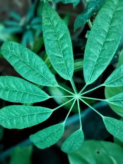 The star-shaped foliage of a Schefflera plant, also known as an Umbrella Plant. This is a popular and easy-to-care-for houseplant that adds a lush, tropical vibe.