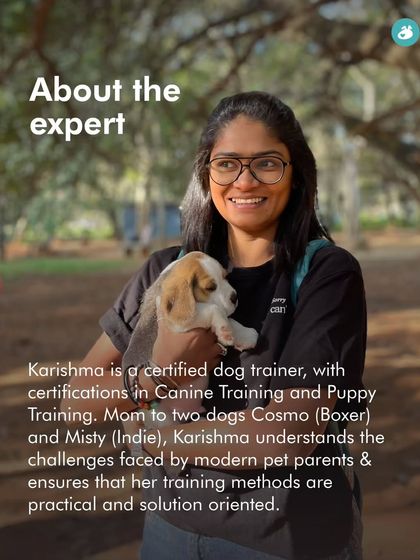 The Pack - Pet-Friendly Adventures & Meetups Pool Days & Swimming Camps photo 12