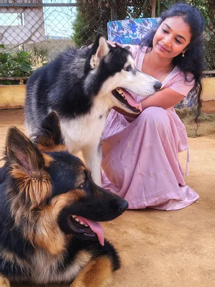 A visitor surrounded by love, with a German Shepherd resting its head and a Husky standing close by.