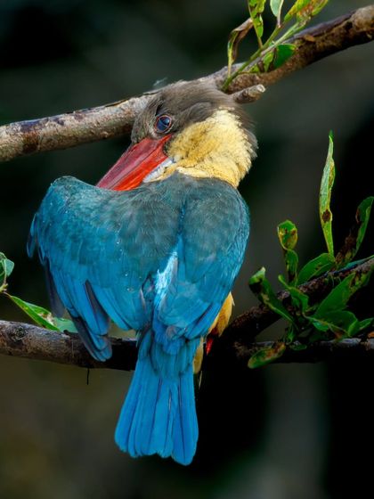 A Stork-billed Kingfisher preens its brilliant blue feathers. This large kingfisher, with its massive red bill, is a powerful hunter found in the wetlands and slow-moving rivers across the Indian subcontinent.