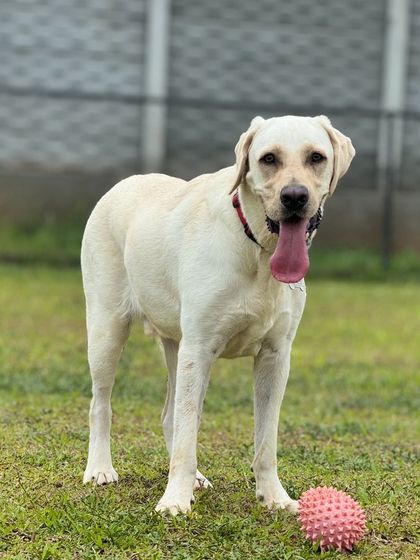 The Pawsome Camp - Dog Daycare & Boarding Our Pack: Portraits from the Camp photo 26