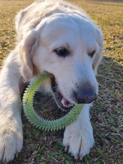 The Pawsome Camp - Dog Park & Pool The Great Outdoors: 2 Acres of Off-Leash Fun photo 4