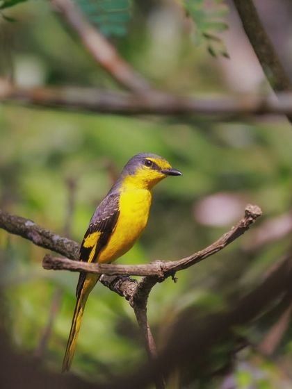 A female Minivet seen through a natural frame of leaves and branches, a common challenge and reward of forest bird photography.