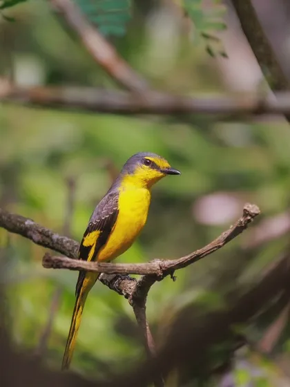 A female Minivet seen through a natural frame of leaves and branches, a common challenge and reward of forest bird photography.