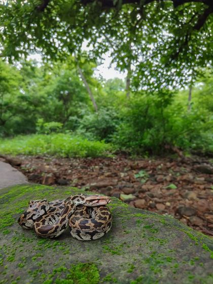 An Indian Rock Python coiled on a mossy rock in its forest home. Using a wide lens on my phone allows me to include the surrounding habitat and tell a more complete story.