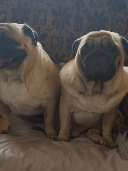 Another shot of our Pug friends. They are inseparable and always find a cozy spot to nap together.