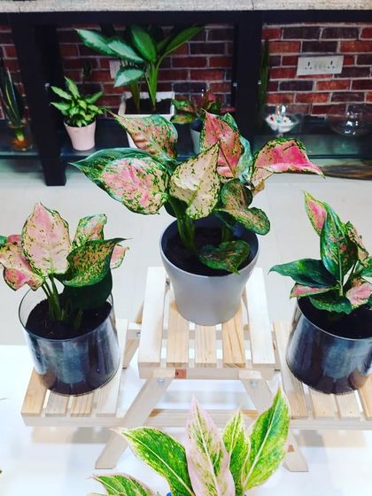 Indoor & Office Plants photo 9