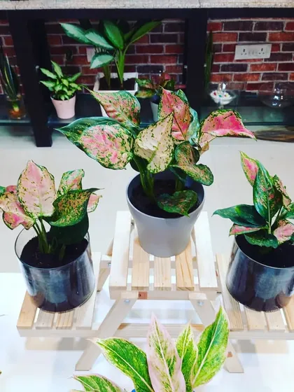 A close-up of pink Aglaonema plants on a wooden stand. These are some of the most colorful and easy-to-care-for indoor plants.