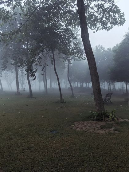 Trees in a park shrouded in thick fog. The limited visibility draws focus to the textures and shapes of the trees, giving the image a moody and slightly haunting quality.