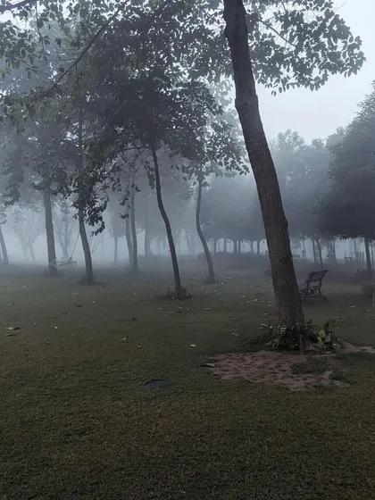 Another perspective of the woods in the fog. The slightly tilted angle and the cluster of trees create a feeling of being lost in a beautiful, mysterious forest.