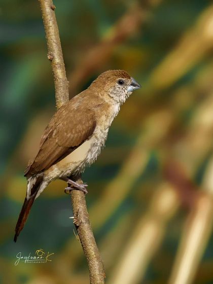 An Indian Silverbill in a soft, warm light. This portrait highlights the delicate brown and white tones of the bird's feathers.