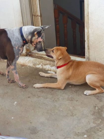 The Urban Dawg - Dog Training & Behavior Modification The Art of Socialization: Learning in a Pack photo 16