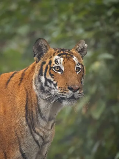 A close-up portrait of a tiger, its gaze fixed on something in the distance. The sharp focus on its eyes and whiskers highlights the sensory awareness of this apex predator.