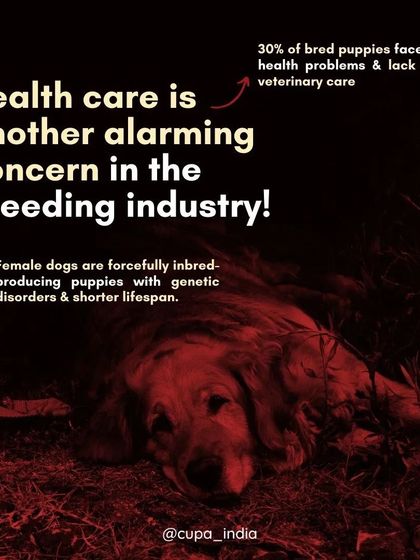 Cupa - Animal Cruelty Legal Aid & Advocacy Exposing Hidden Cruelty photo 4