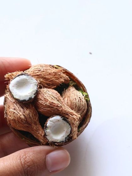 A close-up of my miniature coconuts, showing the texture of the husk.